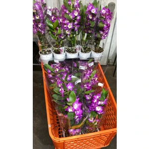 Canlı cift renk Dendrobium Bambu Orkide Çiçeği ithal