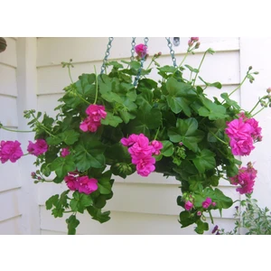 Sakız Sardunya – Pelargonium Peltatum (Askılı Saksıda)