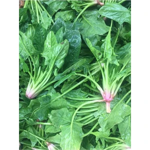 Aksaray Tohumculuk Ispanak Tohumu 100 Adet Tohum Aksaray Tohumculuk