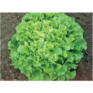 Aksaray Tohumculuk İri Kıvırcık Marul Tohumu 100 Adet Tohum Aksaray Tohumculuk