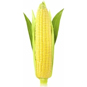 Aksaray Tohumculuk Süt Mısır Tohumu 25 gr Tohum Aksaray Tohumculuk