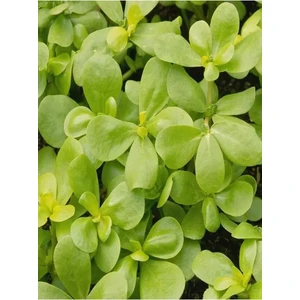 Aksaray Tohumculuk İri Yaprak Semizotu Tohumu 200 Adet Tohum Aksaray Tohumculuk