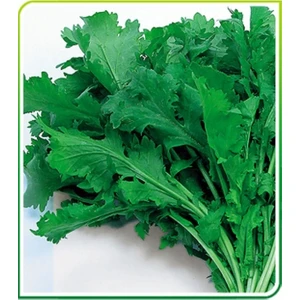 Aksaray Tohumculuk Geniş Yapraklı Tere Tohumu 200 Adet Tohum Aksaray Tohumculuk