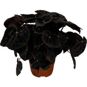 Begonia Conga (Begonya Çiçeği)
