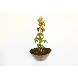 TNC Garden Groups Bonsai Japon Akçaağacı Acer Palmatum Saydam Saksıda