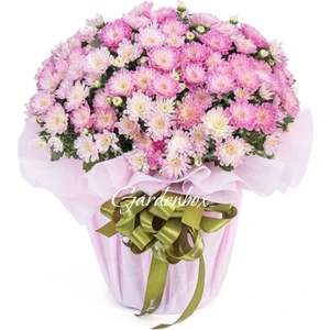 Sevgililer Günü Hediyesi Pembe Renk Kasımpatı Çiçeği Hediye Paketli