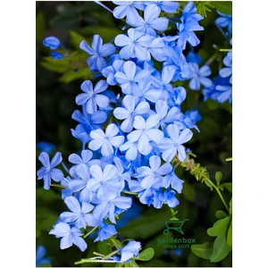 Garden Box Formlu Mavi Yasemin Çiçeği 1 Adet Saksılı 30 - 60 cm Dış Mekan Bitkisi