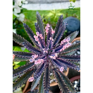 Garden Box Formlu Pembe Renk Aşkın Gözyaşı Çiçeği 1ADET Saksılı 10-15CM