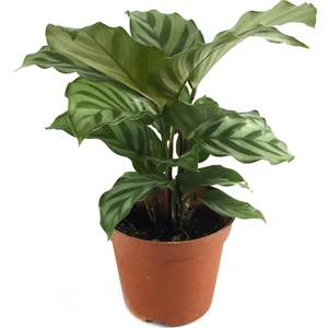 - Calathea Concinna 'Freddie' (Dua Çiçeği)