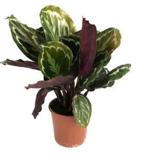 Calathea Medallion (Dua Çiçeği)