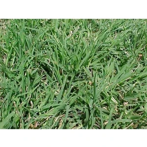 Bezirgan Tohum Bermuda Çim Tohumu (Kurak ve Susuz Alanlara Özel) 3 kg