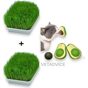 Vet Advice Kedi Çimi Seti 2 Adet Kedi Çimi 1 Adet Kedi Avokado Catnip Set