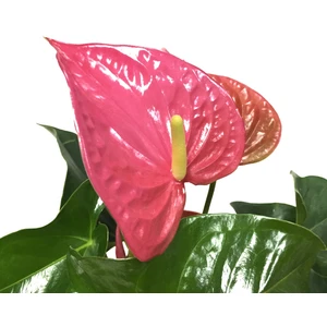 - Anthurium Andraeanum 'Pink' (Flamingo Çiçeği)