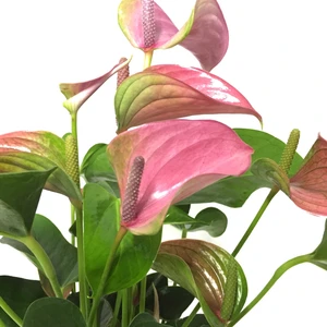- Anthurium Andraeanum 'Pink' (Flamingo Çiçeği)