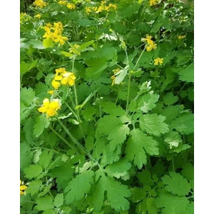 Kırlangıç Otu Tohumu 25 Adet Temre Otu Kırlangıç Bitkisi Tohumu