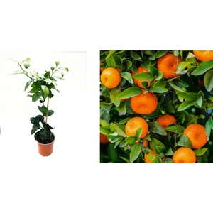 Mandalina Fidanı (Satsuma) 3 Adet - 3 Yaş Aşılı ve Tüplü 100-150