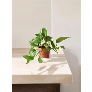 Patos Salon Sarmaşığı