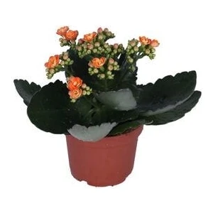 Kalanchoe - Kalanşo Çiçeği - Turuncu Renk