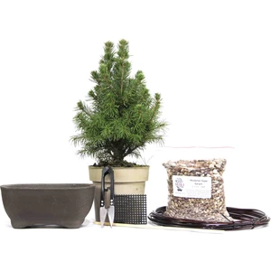 Ak Ladin Bonsai Başlangıç Kiti - No.1