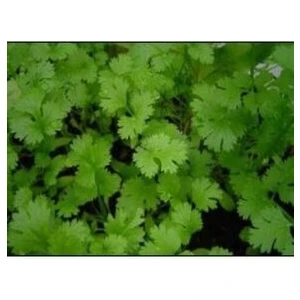 Kişniş Tohumu (50 Adet Tohum)