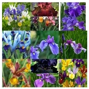 20 Adet Iris Süsen Soğanı 20-40 cm Sürgün Vermiş
