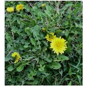 20 Adet Karahindiba Tohumu