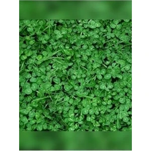 Kolay Bakım Çim Yonca Karışımı 1 kg