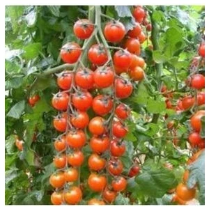 Cherry Domates Tohumu (20 Adet Tohum)