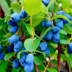 Yüksek C Vitaminli Soğuklara Dayanıklı Lonicera Caerulea Wojtek Honeyberry Fidanı