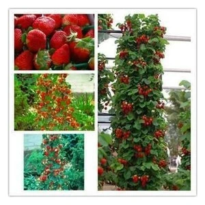 Tırmanan Çilek - Çilek Ağacı - Tohumu Tohum