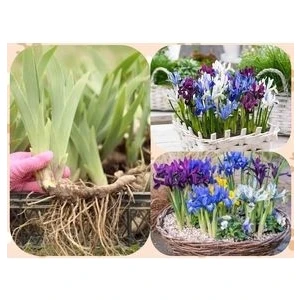 25 Adet Saksılık Iris Süsen Soğanı Germany Iris