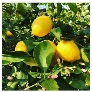 Yedi Veren Limon Fidanı