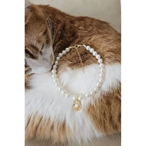 Le&da Accessory İncili, Kararmaz Kaliteli Gold Çelik Zincir, Kedi Tasması, Kedi Kolyesi, Deniz Kabuğu Uç