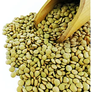 Atabaşak Atalık Tohum Yeşil Mercimek 500 Gram