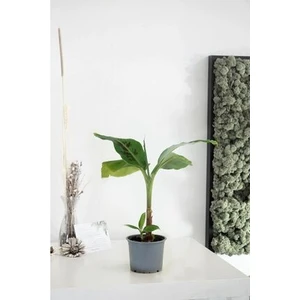 Muz Fidesi Minik Muz Ağacı Salon Bitkisi