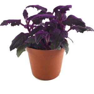 Gynura Aurantiaca (Mor Kadife Çiçeği)