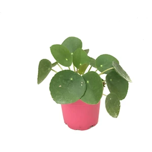 Pilea Peperomioides (Para Çiçeği)