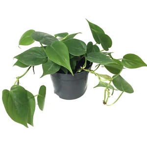 Philodendron Cordatum
