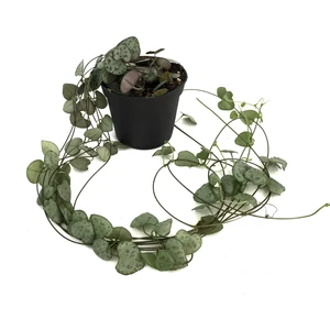 Ceropegia Woodii (Kalp Kalbe Karşı Çiçeği)