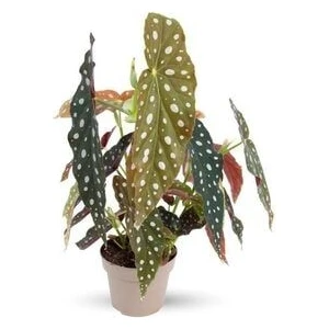 Begonia Maculata  Çilli Begonya  Ev Ofis Salon Iç Mekan Bitkisi -:14 cm  H:30 cm
