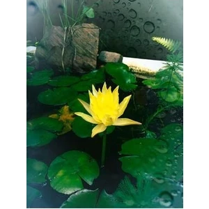 Sarı Lotus Çiçeği Tohumu Nilüfer Çiçeği Tohumu 3 Adet Tohum