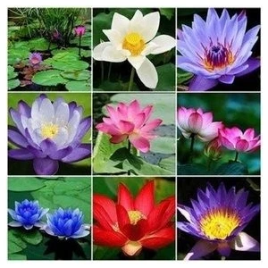 Expres Tohumculuk 3 Farklı Lotus Çiçeği Tohum Nilüfer Çiçeği Tohumu Lotus Tohumu