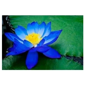 Mavi Lotus Çiçeği Tohum Nilüfer Çiçeği Tohumu Mavi Lotus Tohumu 3 Adet Tohum