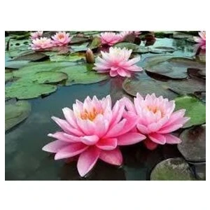 2 Adet Tohum Nadir Bulunan Pembe Lotus Çiçeği Tohumu Lotus Su Çiçeği Tohumu Nilüfer Çiçeği Tohumu
