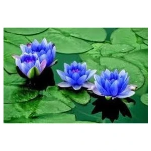 2 Adet Tohum Nadir Bulunan Mavi Lotus Çiçeği Tohumu Lotus Su Çiçeği Tohumu Nilüfer Çiçeği Tohumu