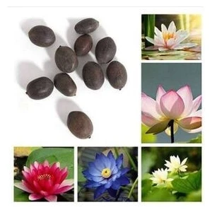 Köy Tohumları Beyaz Kokulu Lotus (Nilüfer) Çiçeği Tohumu 3 Adet – Türkiye Üretimi, İlkbahar Dikimine Uygun