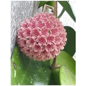 Toz Pembe Renkli Mum Çiçeği Fidanı