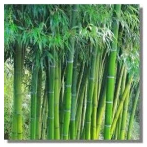 Ata Tohumculuk 5 Adet Yeşil Bambu Ağaç Tohumu Orjinal Moso Bambu Tohumu