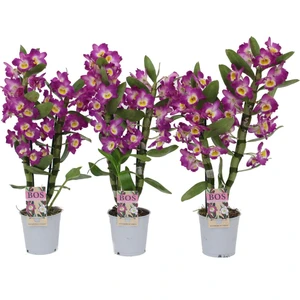 Dendrobium nobile bambu orkide