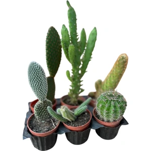 Kaktüs & Sukulent 6'lı Karışık Set